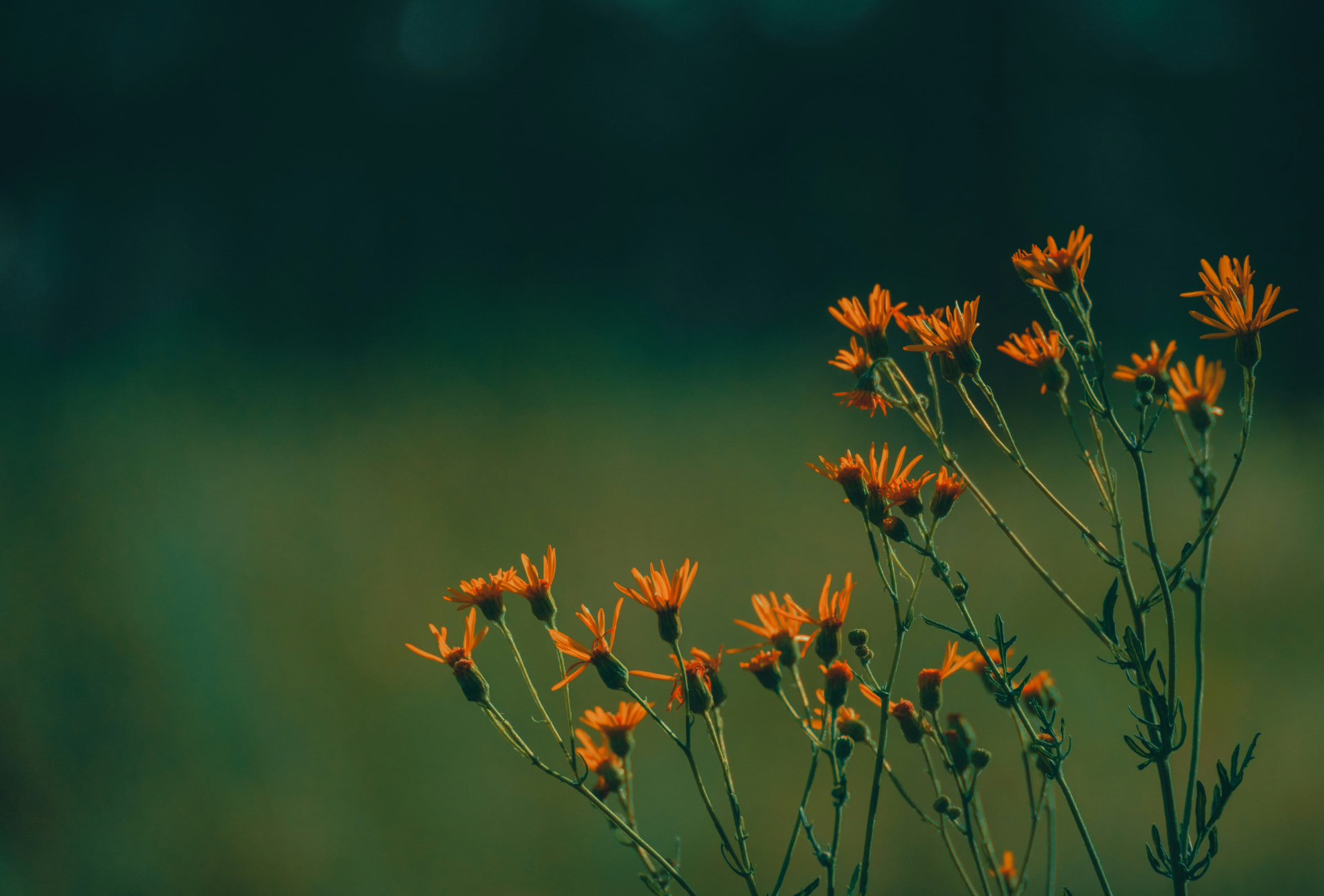 Orange wildflowers growing through a green meadow