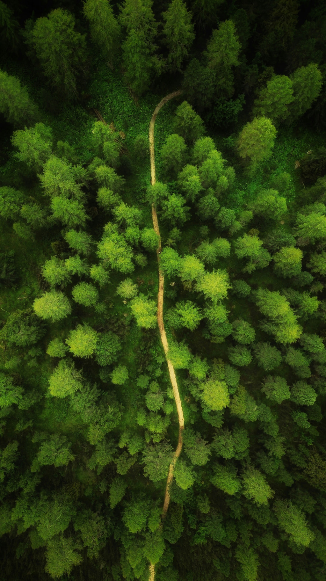 An aerial view of a winding path through a lush green forest